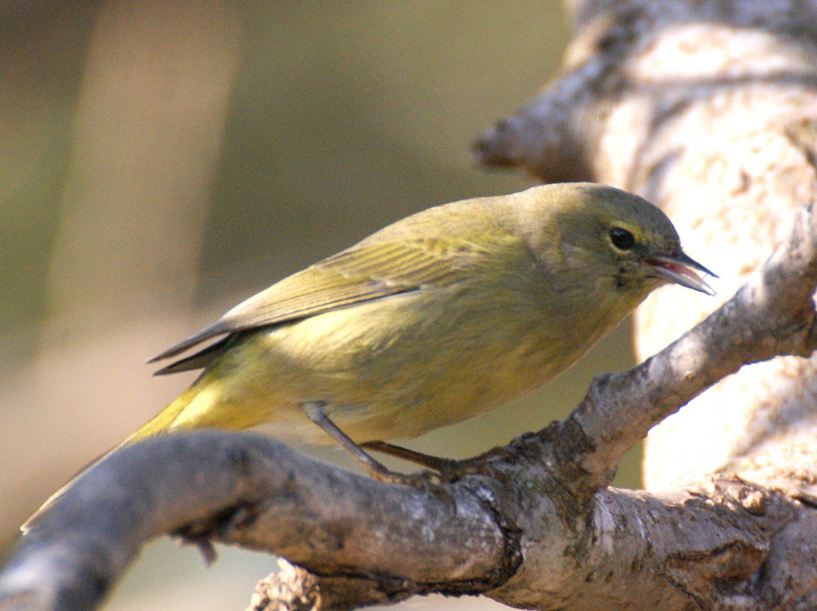 SE Texas Birding & Wildlife Watching: More from the Week