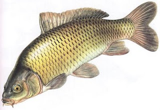 umpan ikan mas bagus umpan ikan mas bagus