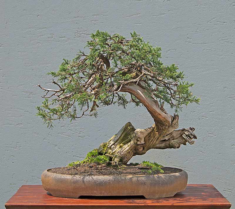 Walter Pall Bonsai Adventures Rocky Mountain Juniper 5