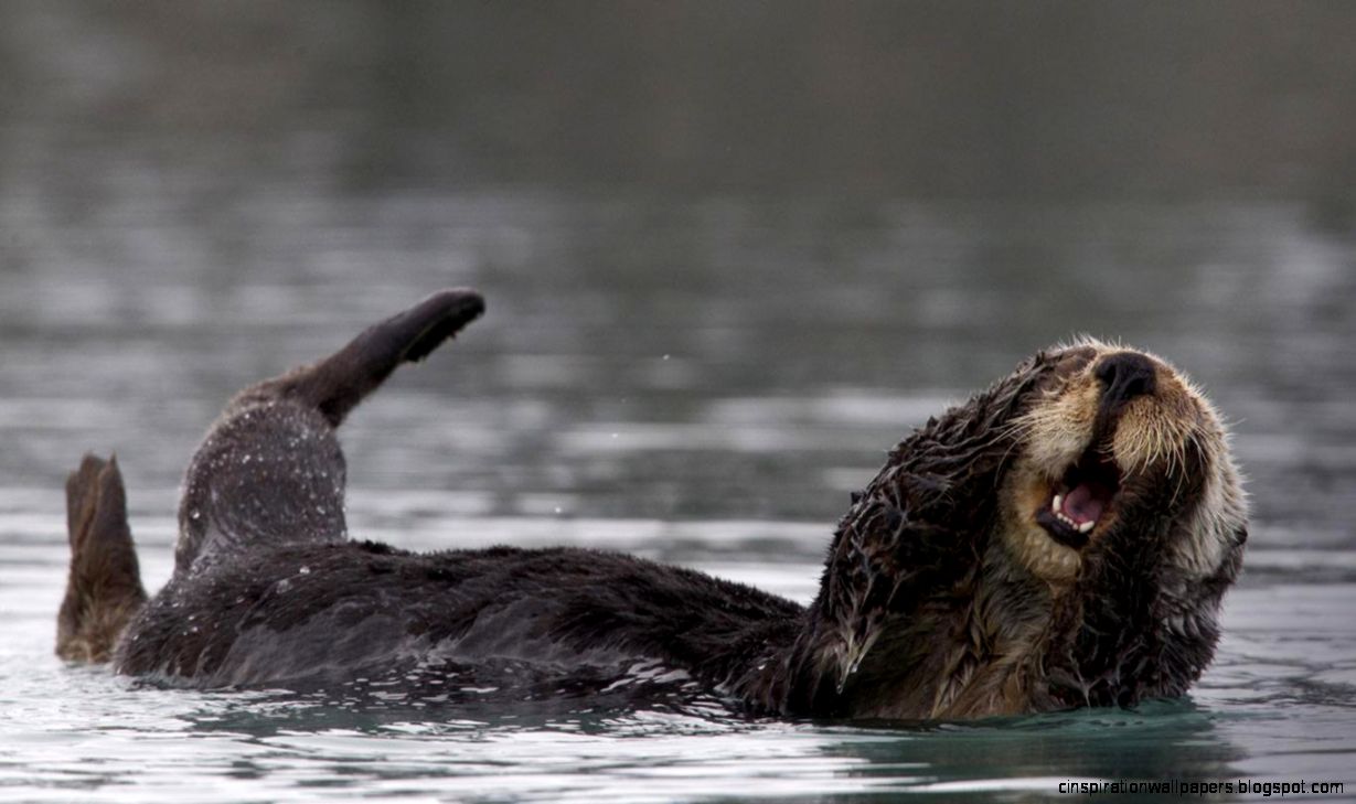 Bing Images as Desktop Background Sea Otter Bing Images as Desktop Background Sea Otter