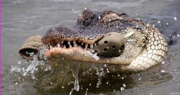 VJBrendan.com: Croc Vs. Croc