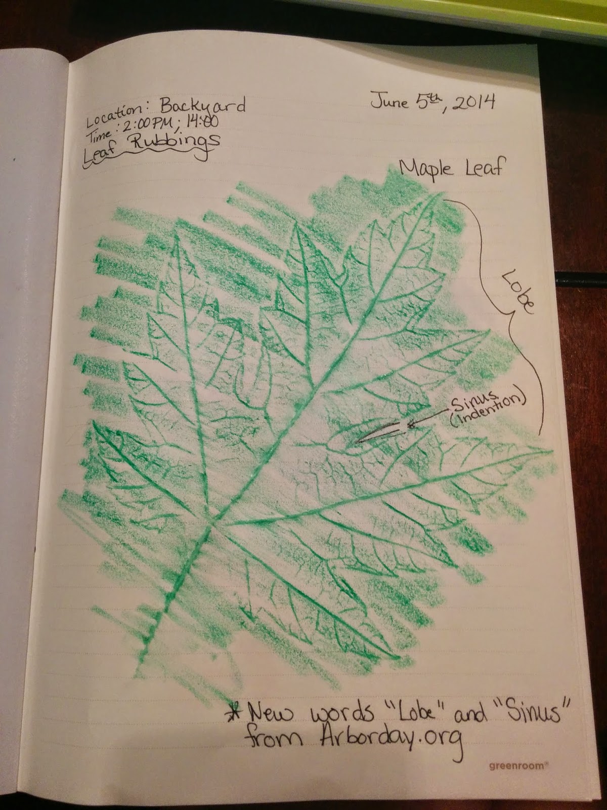 Fowlington Buzz Summer of Science Leaf Rubbings