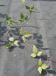 How to… take clematis cuttings.