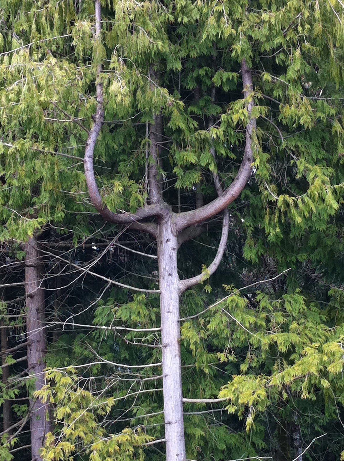 Helicopter Tree Barry's Babble