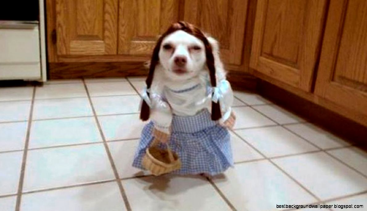 Funny Animals   Recess Anytime Funny Animals   Recess Anytime