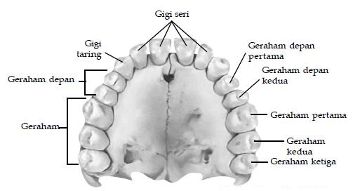 H A M S A PENCERNAAN MAKANAN MANUSIA