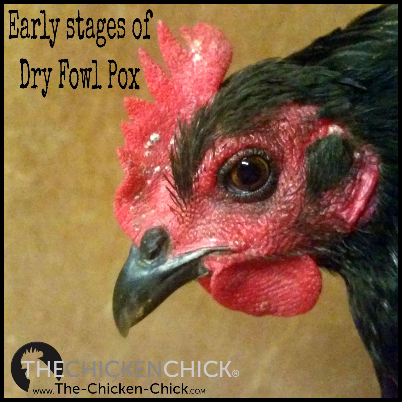 Fowl Pox Prevention & Treatment The Chicken Chick®