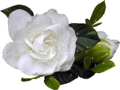 Resultado de imagen para rosas blancas gifs