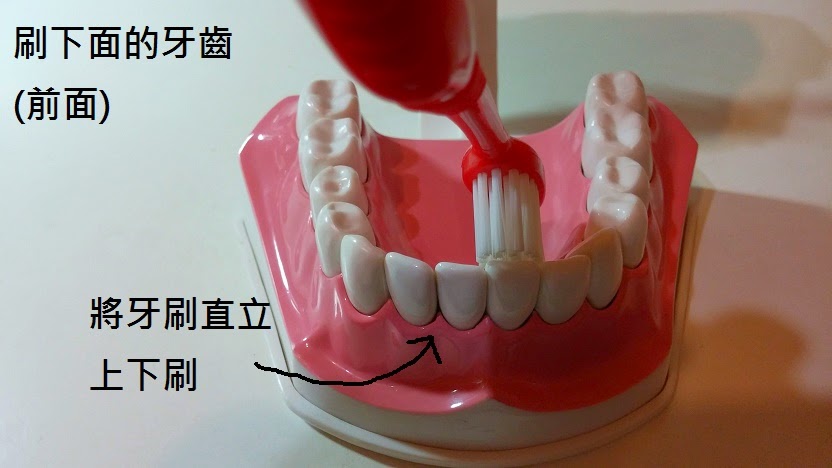 刷牙 貝氏刷牙法