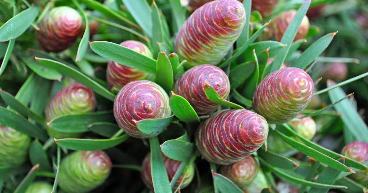 A Passion for Flowers Fabulous Cone Bushes