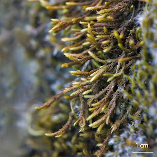 foto del musgo Hedwigidium integrifolium de la familia Hedwigiaceae sobre granito