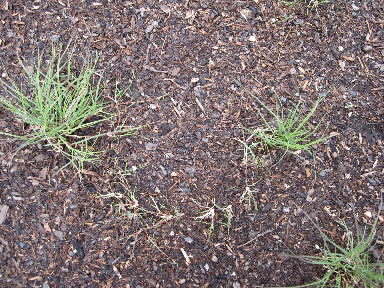 UC Verde Buffalo Grass Week 1