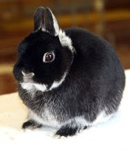 Netherland Dwarf