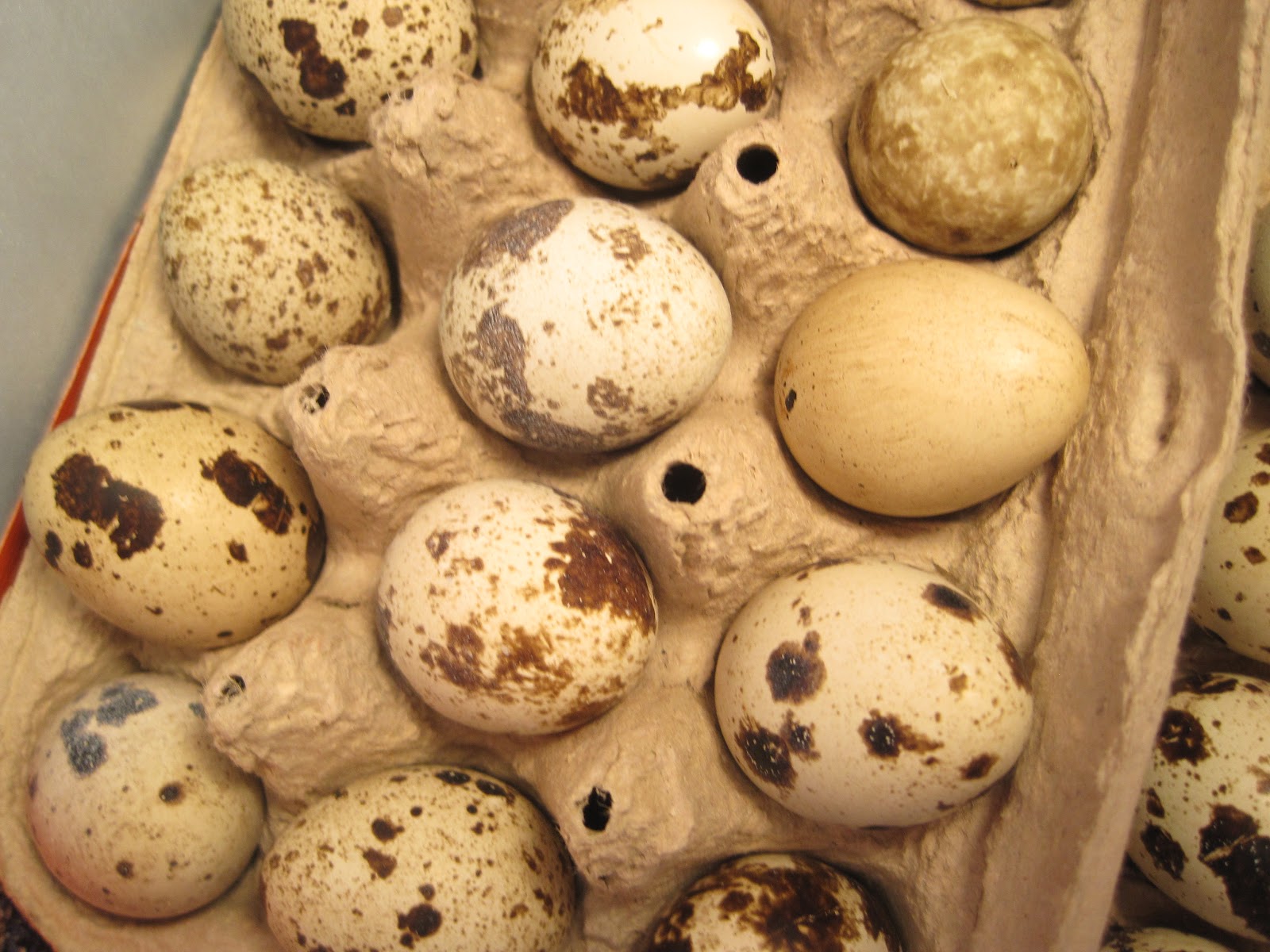Teeny tiny quail Candling the eggs....