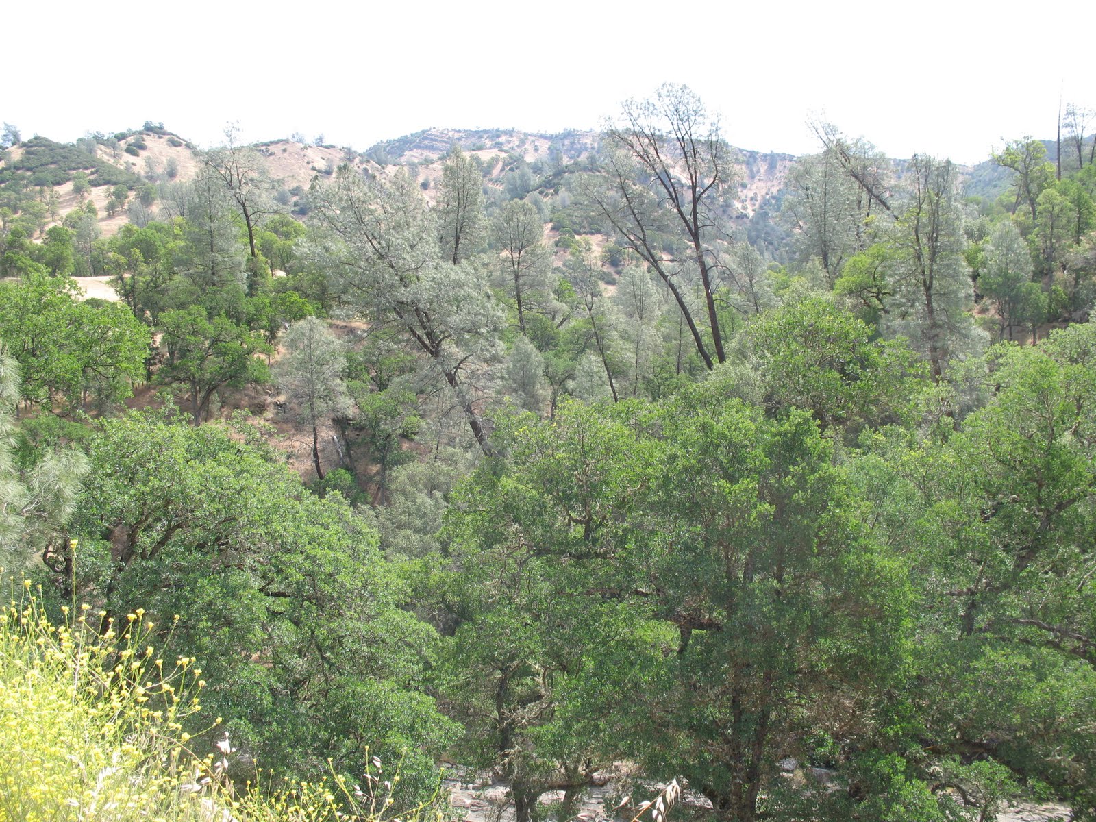 Mendocino National Forest NorCal FJs