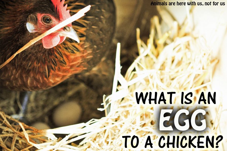 Tainted Chicken Feed With Viagra