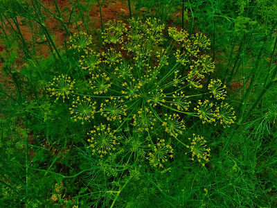 Dill in the Garden