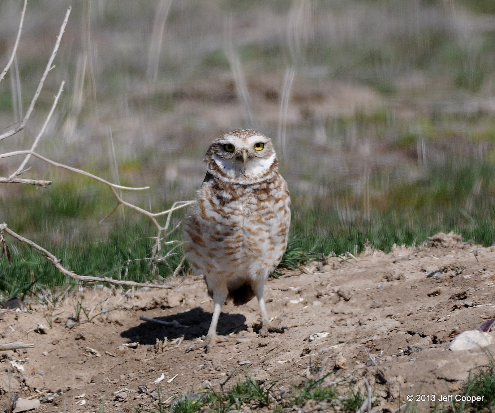 NeoVista Birding Thrashing and Burrowing Again in Utah's Sagebrush Plains