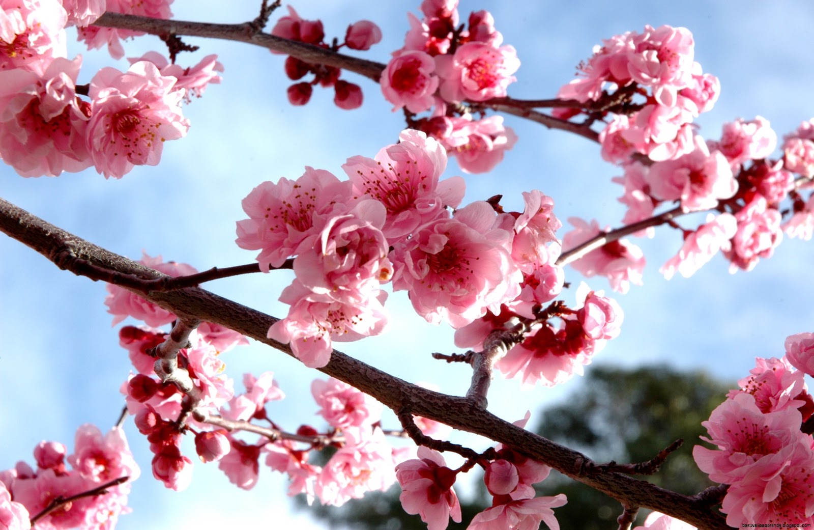 Cherry Blossom Buds Cherry Blossom Buds