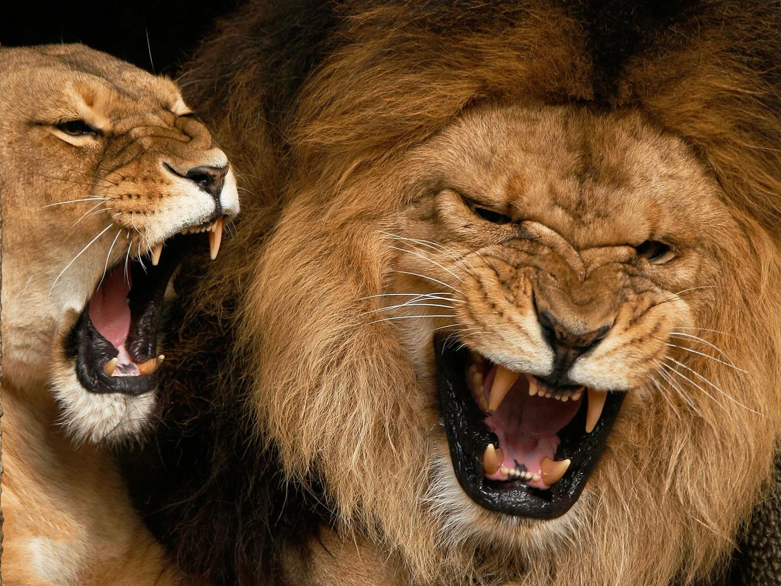 roaring lion