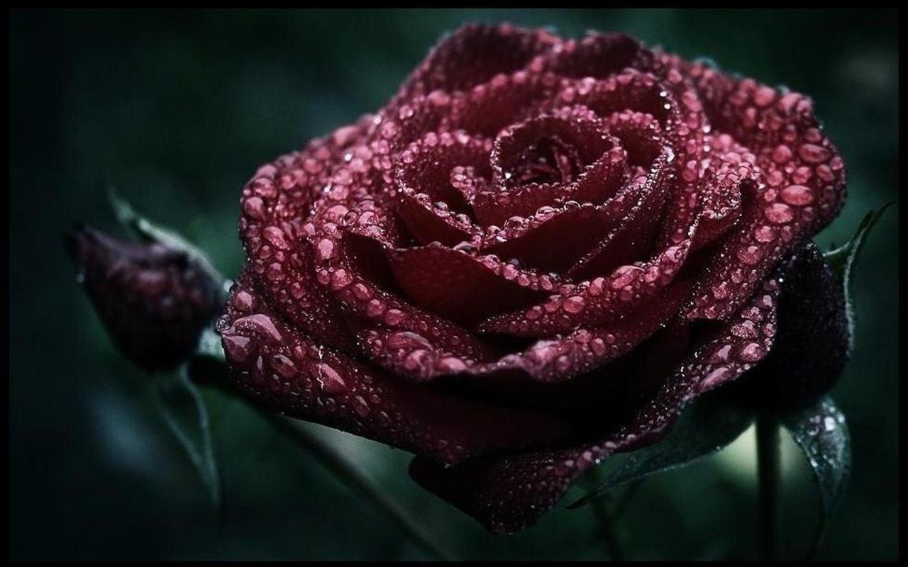 Dark Roses HD Wallpapers
