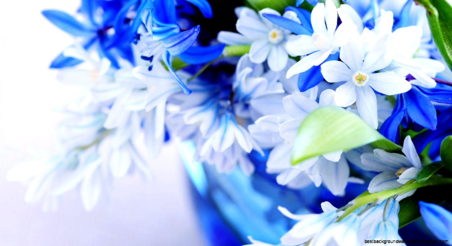 FunMozar – Beautiful Flowers Wallpapers FunMozar – Beautiful Flowers Wallpapers