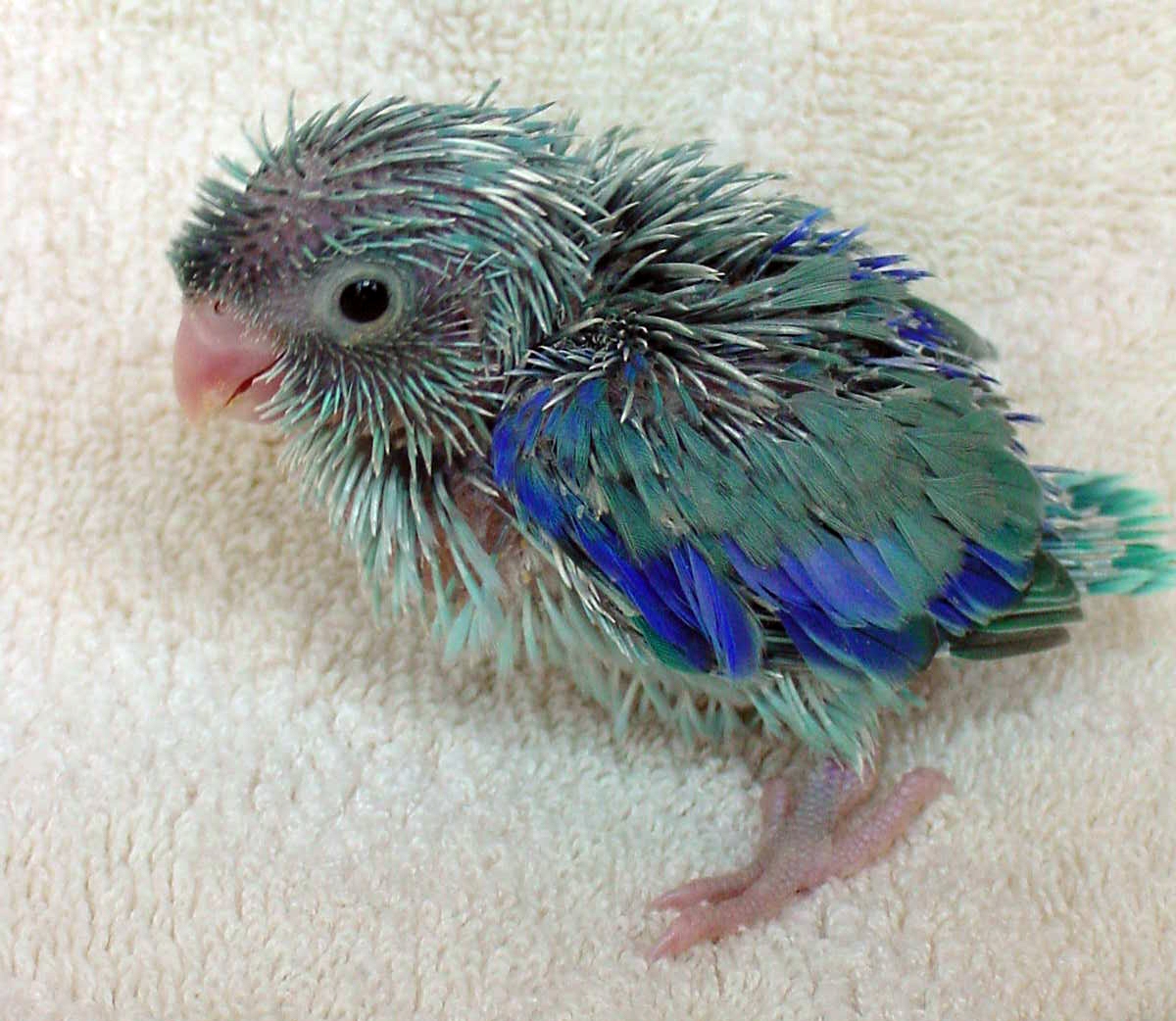 bl_pied_parrotlet_1_mochi_ella_male_3.jpg