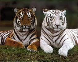 LOS TIGRES