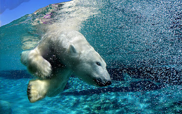 #19 Polar Bear Wallpaper
