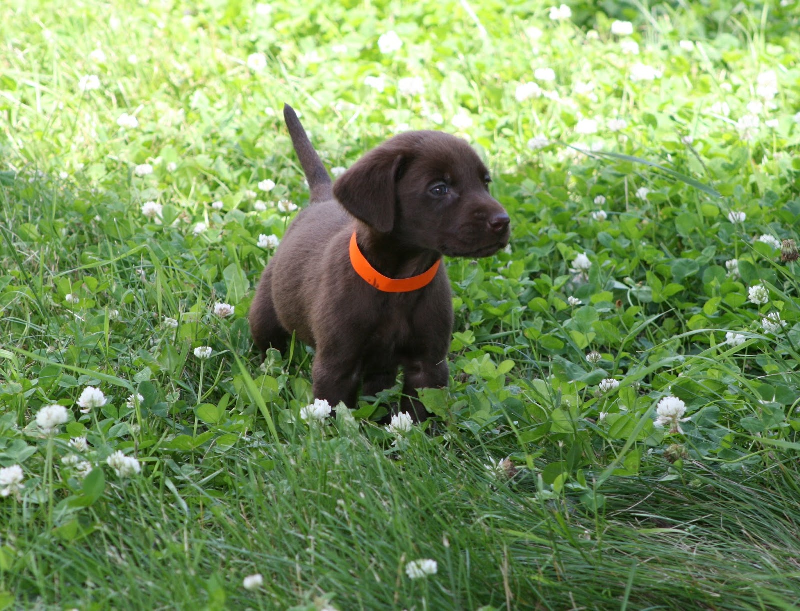K and R Labradors Puppy Play