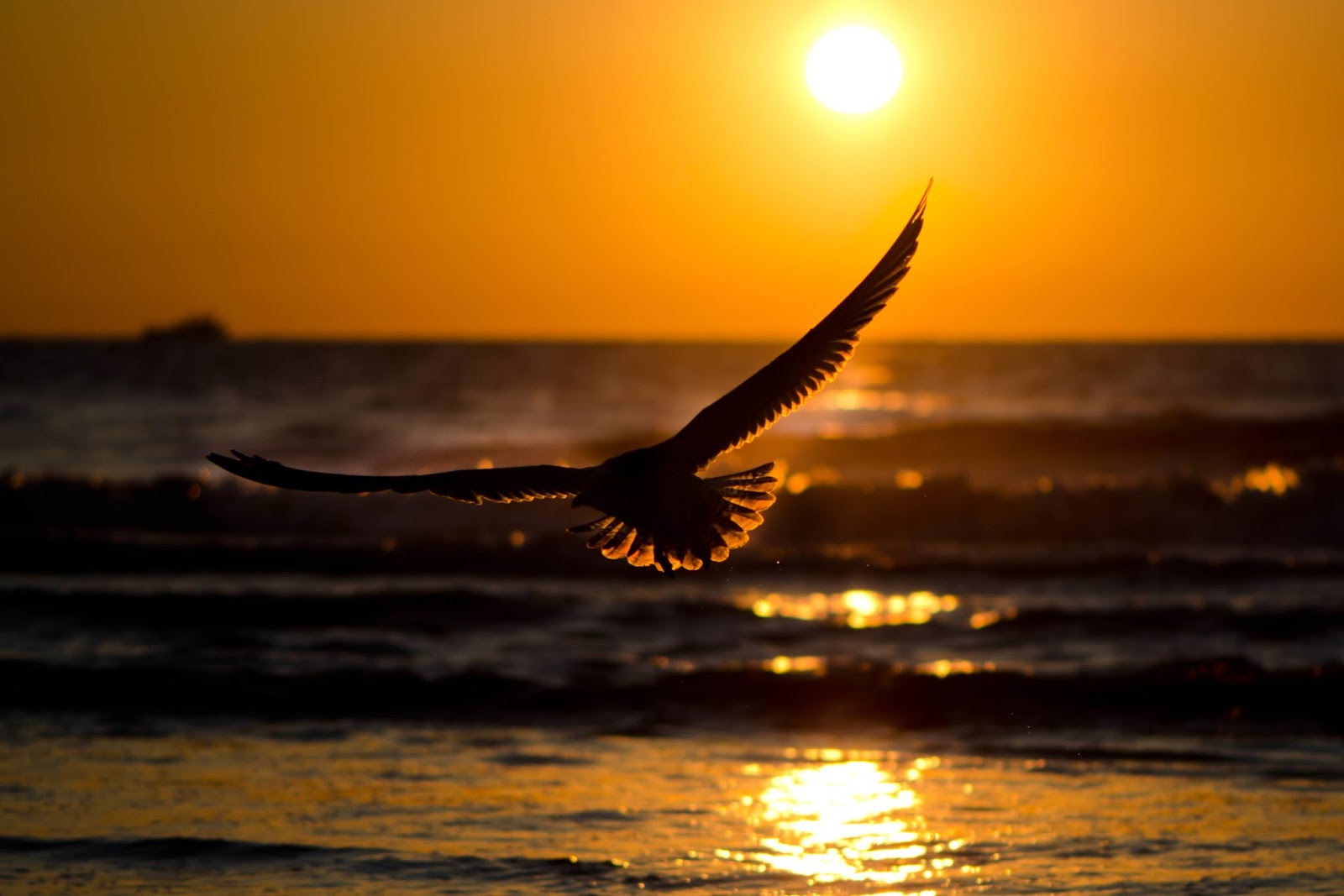 Afbeeldingsresultaat voor bird in sunset