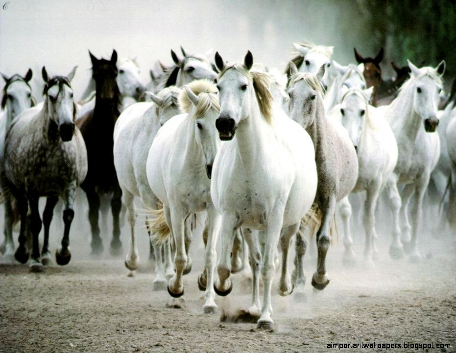 13 black and white horses hd desktop free animals wallpaper 491 13 black and white horses hd desktop free animals wallpaper 491