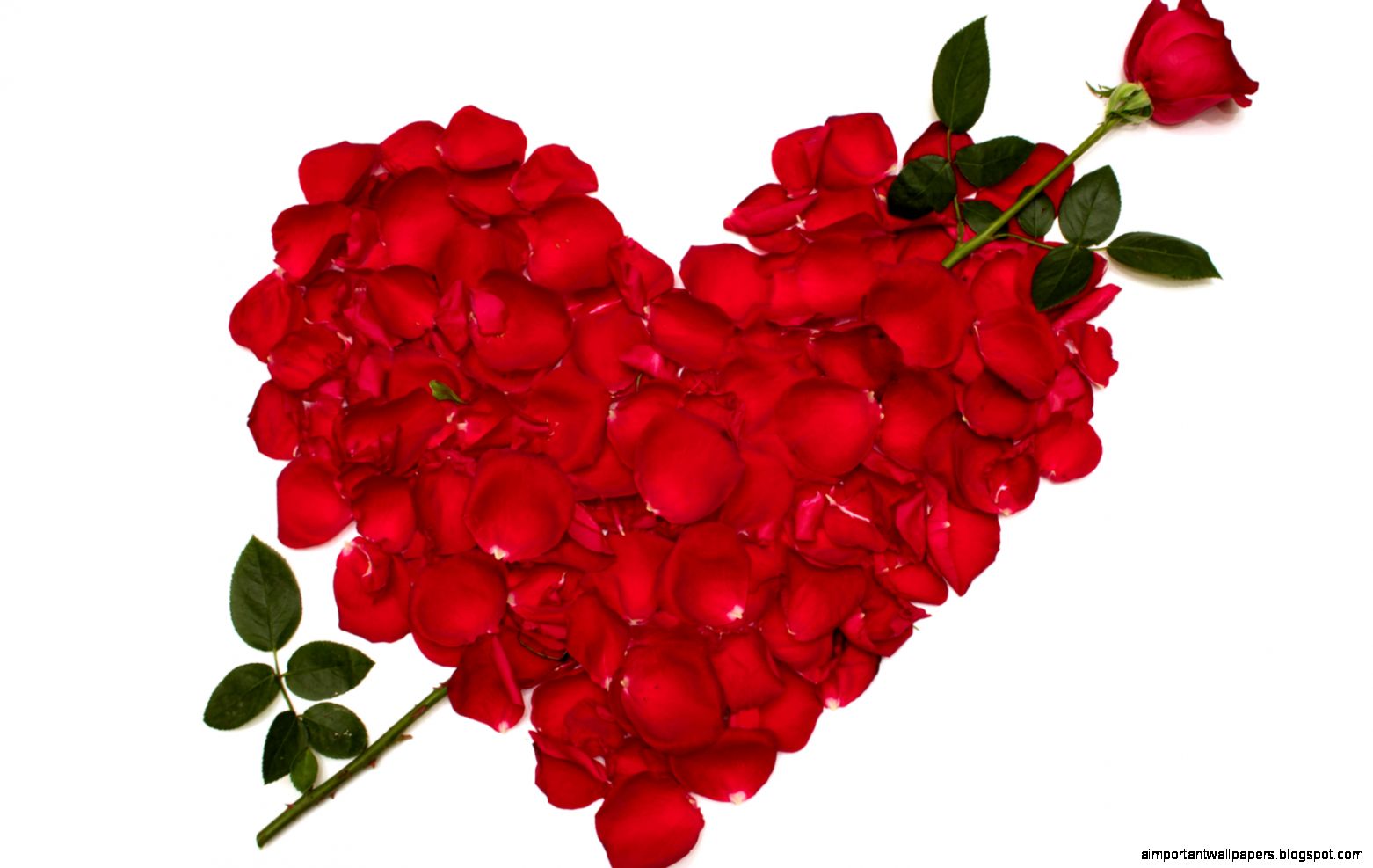 Valentine Day HD Wallpapers 100 Heart fill with rose petals Valentine Day HD Wallpapers 100 Heart fill with rose petals
