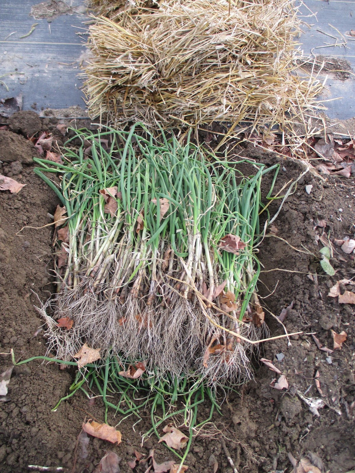 The Deliberate Agrarian Growing Onion Sets(An Ongoing