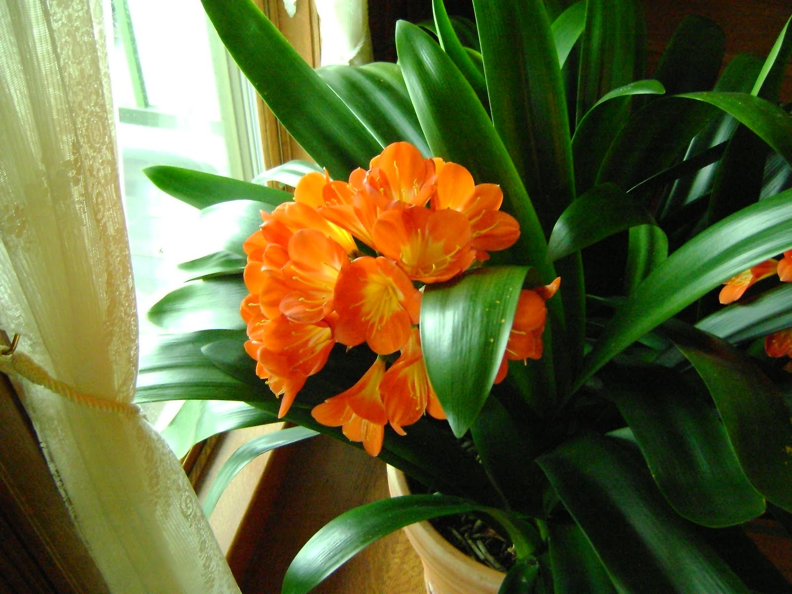 Our Clivia are Killer Our Clivia are Killer