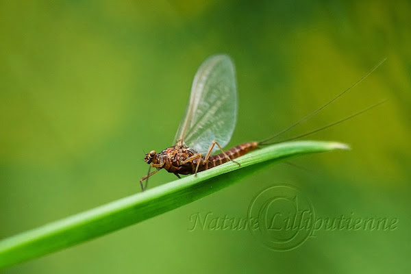 Serratella ignita