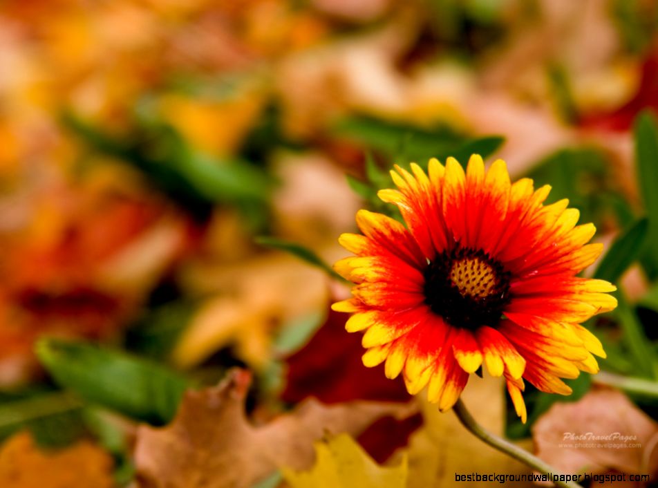 Flowers wallpapers Flowers wallpapers