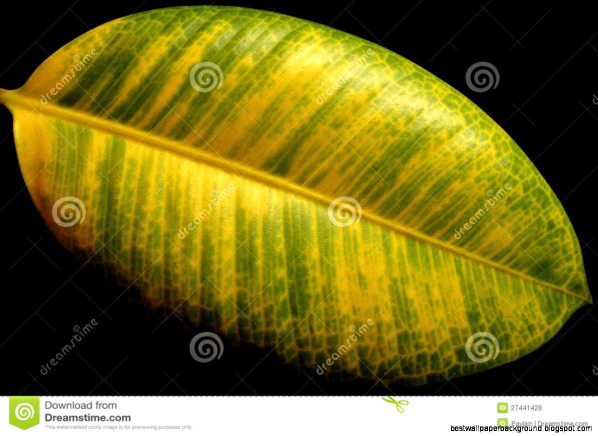 The Yellow green Leaf Of The Ficus Royalty Free Stock Photos The Yellow green Leaf Of The Ficus Royalty Free Stock Photos