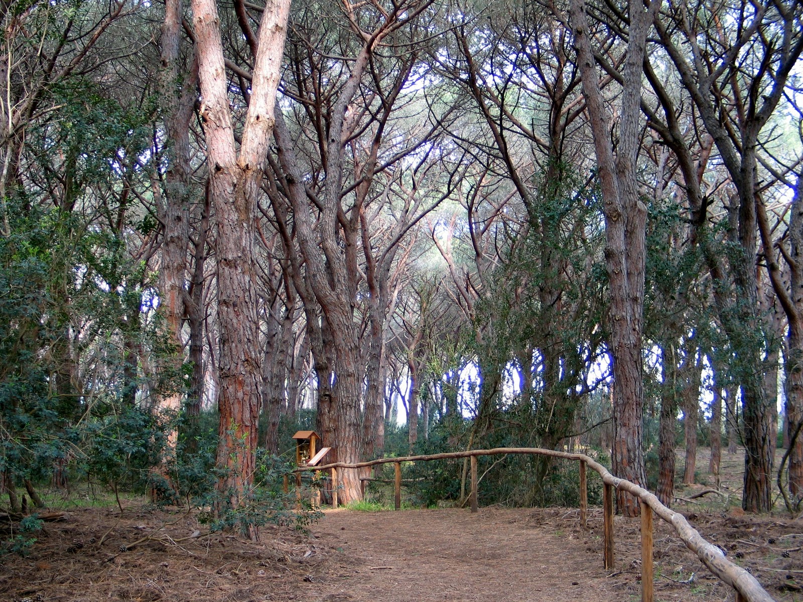 Pinus Ayacahuite Mexican White Pine Care And Cultivation