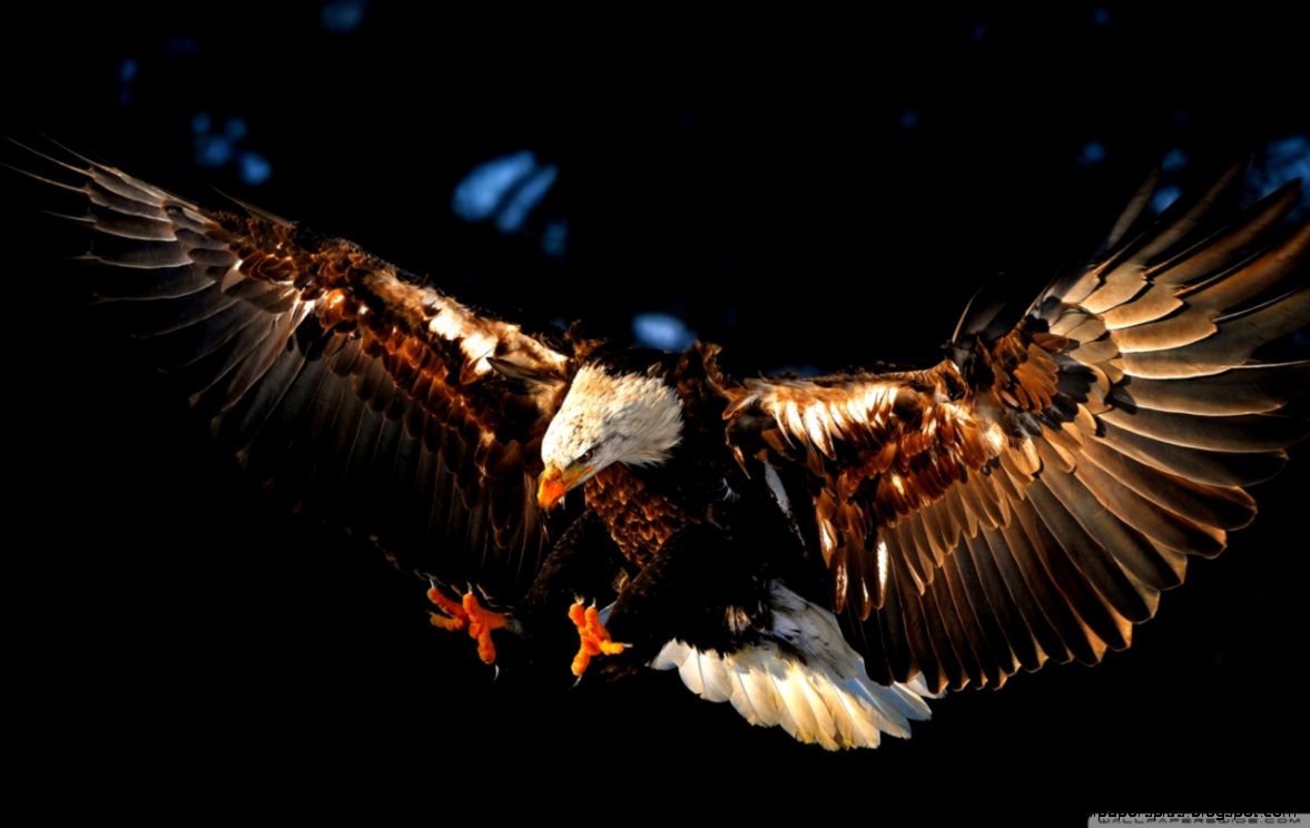 318 Eagle HD Wallpapers Backgrounds Wallpaper Abyss 318 Eagle HD Wallpapers Backgrounds Wallpaper Abyss