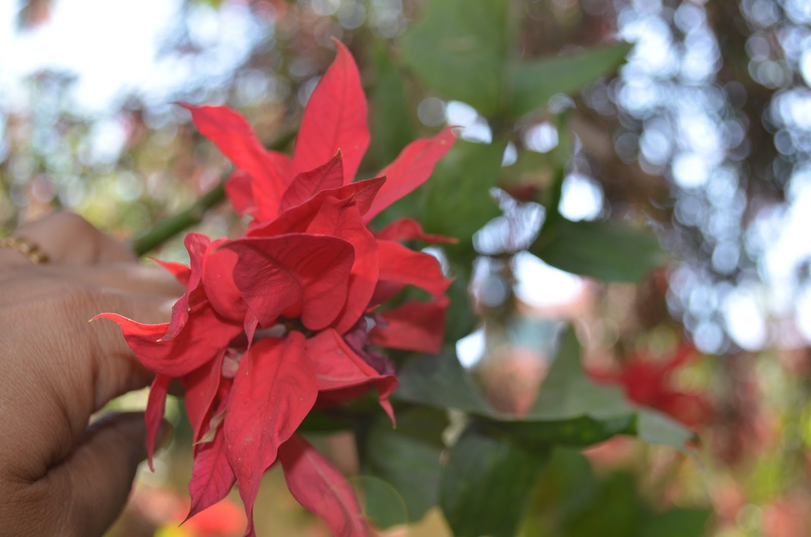 Just saying&hellip;: Flor de Nochebuena