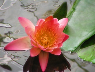 Pink Water Lily