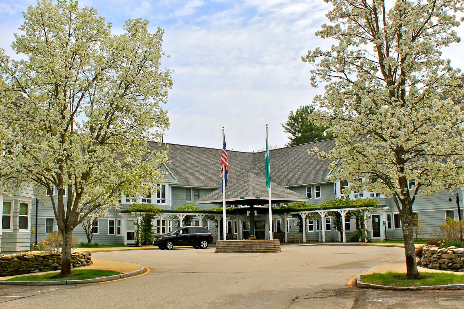 Hydrangea Petiolaris Care And Culture Travaldo S Blog