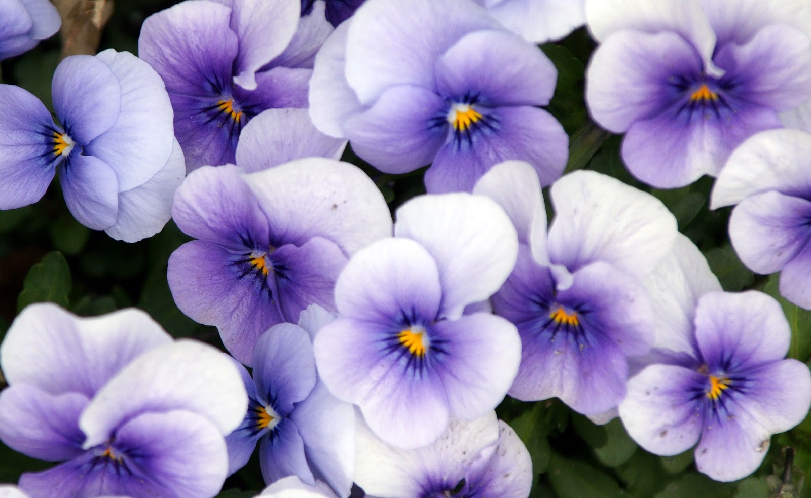 Gardening in the Heart of Virginia Growing Pansies