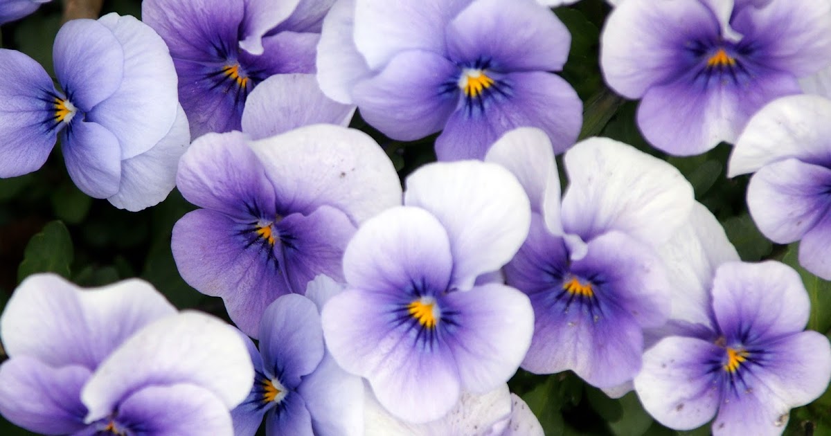 Gardening in the Heart of Virginia Growing Pansies