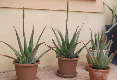 aloe vera shoot