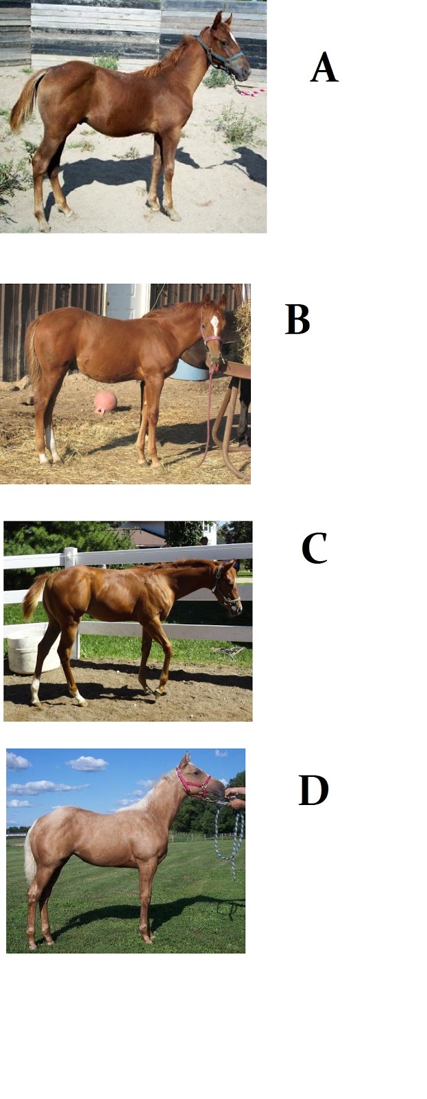 North Horse Weanling Conformation Clinic