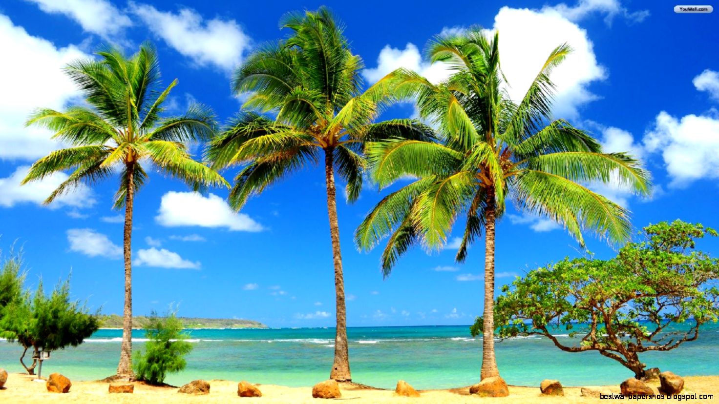 YouWall Palms on Beach Wallpaper wallpaperwallpapersfree YouWall Palms on Beach Wallpaper wallpaperwallpapersfree