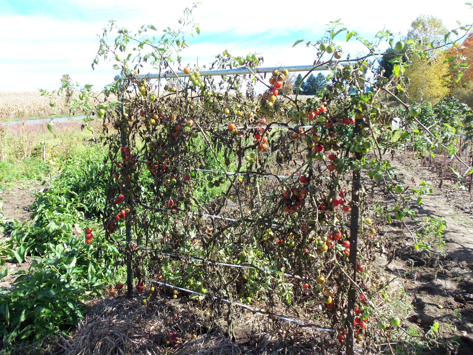 Whizbang Trellis Instruction A New IdeaFor Growing Grapes