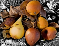 Em edificação laboratório de combate à mosca da fruta
